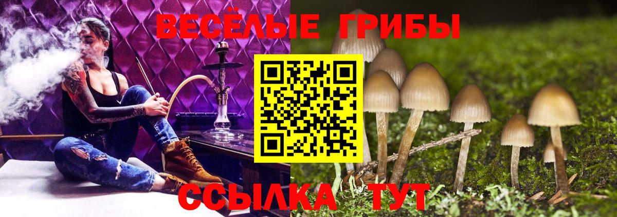 Заинск  Псилоцибиновые грибы мицелий  Вход с VPN 